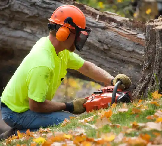 tree services Aspen Hill